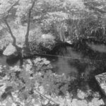 Looking down towards a pond in a Japanese garden