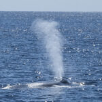 Blue whale blow
