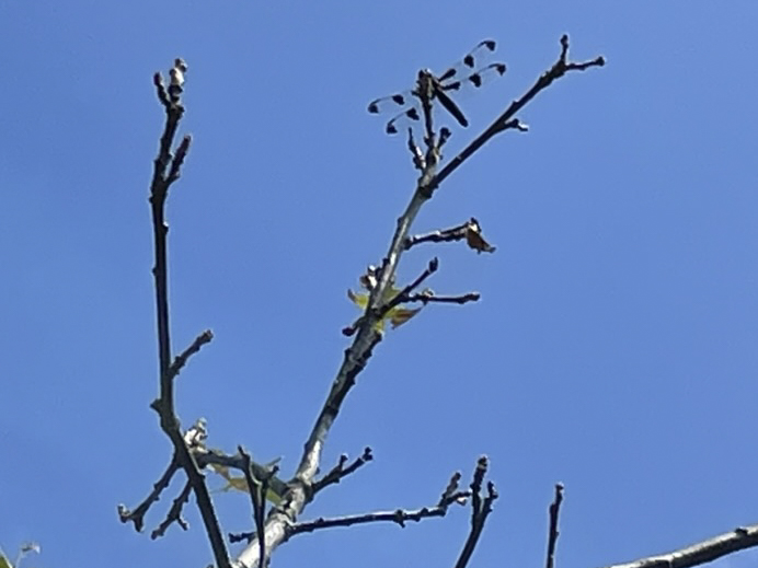 dragonfly sitting on branch