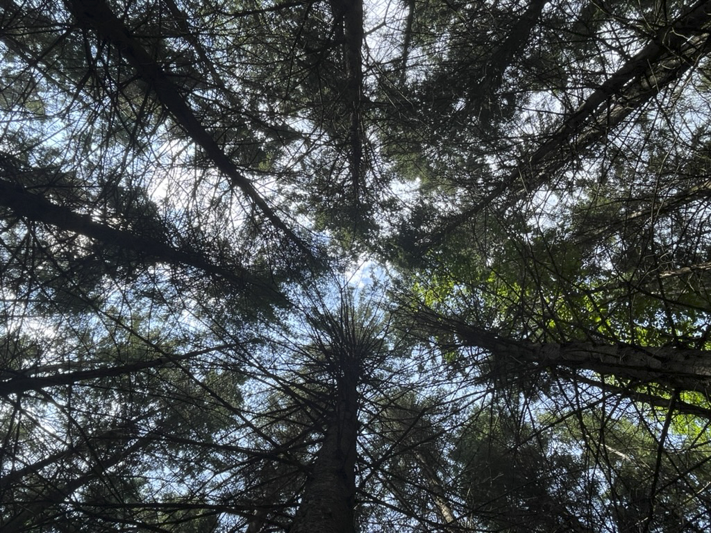 looking up at tall pine trees