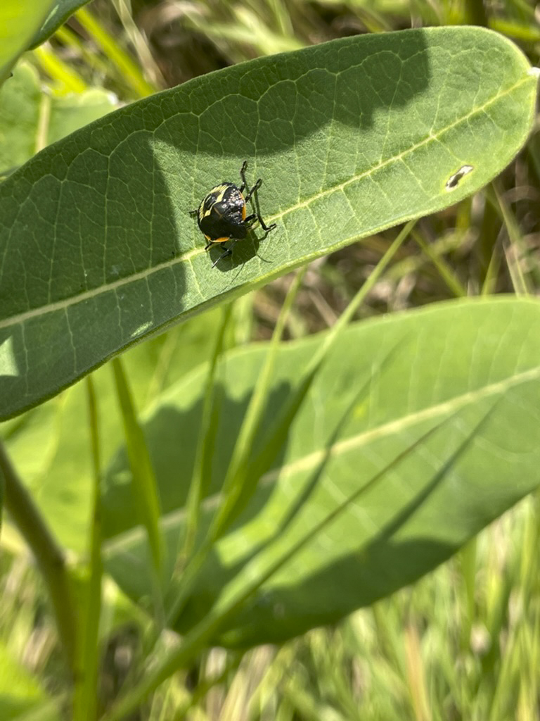 small bug on milkwood leaves