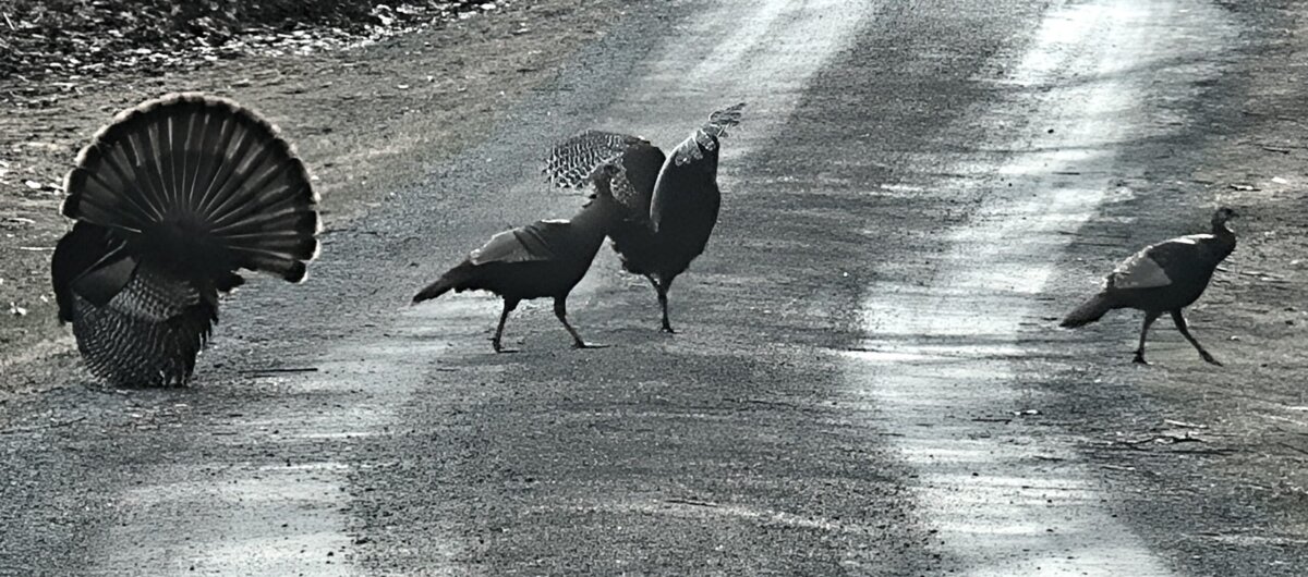 wild turkeys in a lane